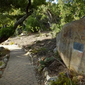 Wooded Dell, newly planted trees