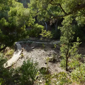 Wooded Dell, newly planted trees, view from picnic area