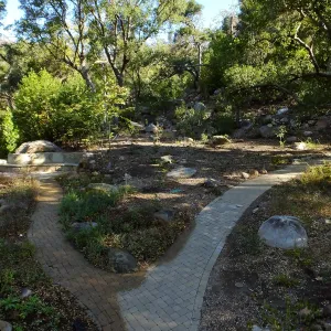 Wooded Dell, newly planted trees