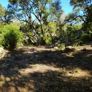 Wooded Dell, newly planted trees, panorama