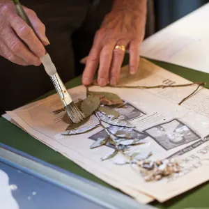 Pritzlaff Conservation Center, Wishes in the Walls event, Herbarium specimen mounting