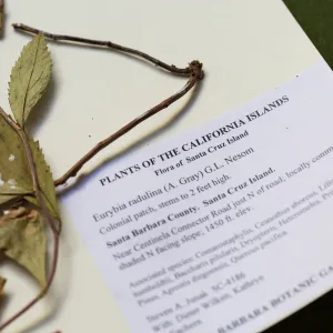 Pritzlaff Conservation Center, Wishes in the Walls event, Herbarium specimen sample