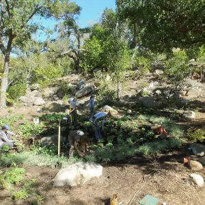Wooded Dell, Heuchera planting