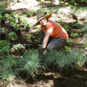 Wooded Dell, Heuchera planting