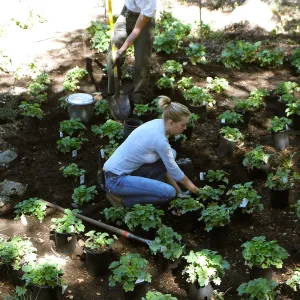 Wooded Dell, Heuchera planting
