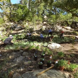 Wooded Dell, Heuchera planting