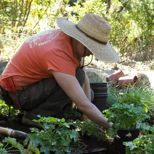 Wooded Dell, Heuchera planting