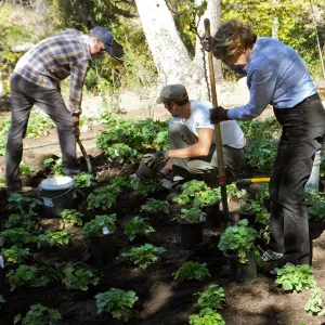 Wooded Dell, Heuchera planting, Garden Club of Santa Barbara volunteer