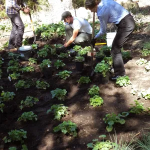Wooded Dell, Heuchera planting, Garden Club of Santa Barbara volunteer