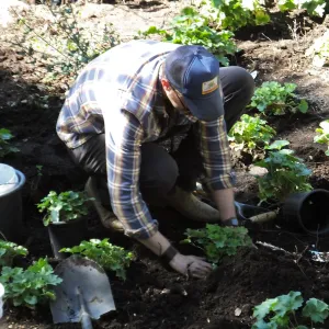 Wooded Dell, Heuchera planting