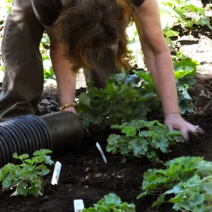 Wooded Dell, Heuchera planting