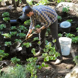 Wooded Dell, Heuchera planting