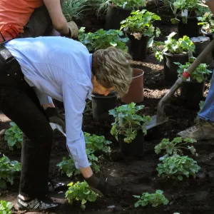 Wooded Dell, Heuchera planting, Garden Club of Santa Barbara volunteer