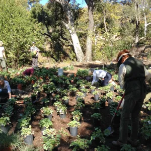 Wooded Dell, Heuchera planting, Garden Club of Santa Barbara volunteers