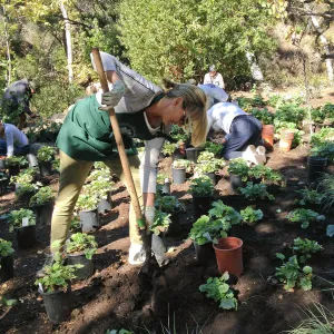Wooded Dell, Heuchera planting, Garden Club of Santa Barbara volunteers