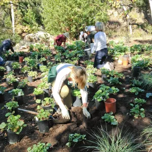 Wooded Dell, Heuchera planting, Garden Club of Santa Barbara volunteers