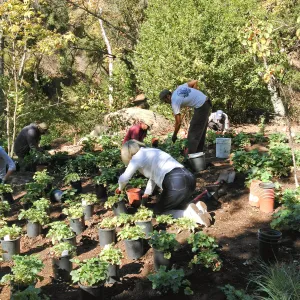 Wooded Dell, Heuchera planting, Garden Club of Santa Barbara volunteers