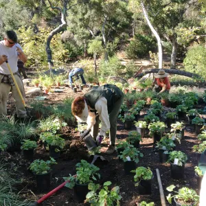 Wooded Dell, Heuchera planting, Garden Club of Santa Barbara volunteers