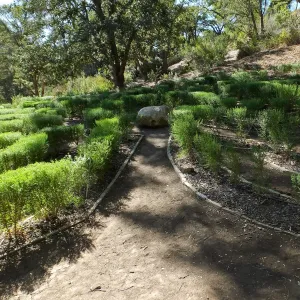 Centennial Maze