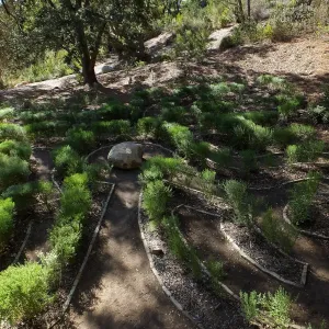 Centennial Maze