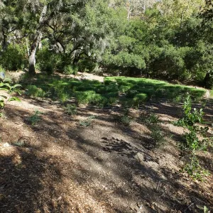 Centennial Maze