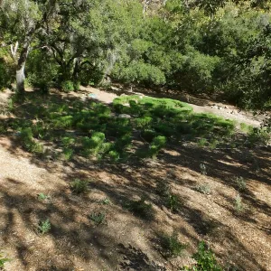 Centennial Maze
