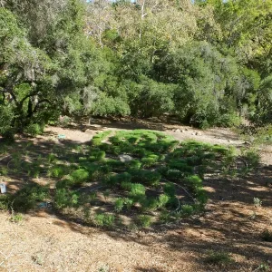 Centennial Maze
