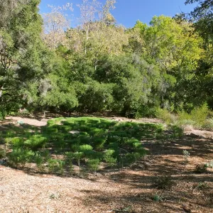 Centennial Maze