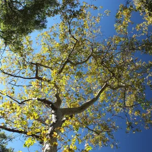 Autumn Sycamore in Canyon Section