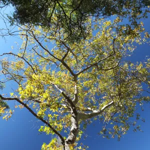 Autumn Sycamore in Canyon Section