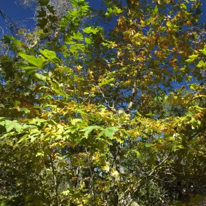 Autumn Sycamore in Canyon Section