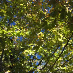 Autumn Sycamore in Canyon Section