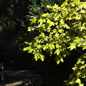 Autumn Sycamore in Canyon Section