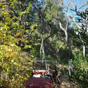 Clearing a broken tree branch