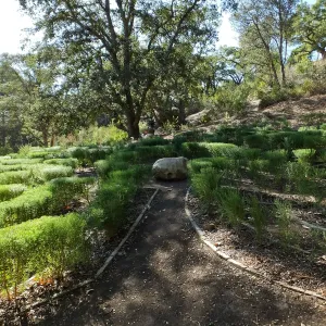 Centennial Maze