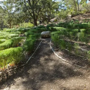 Centennial Maze