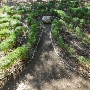 Centennial Maze