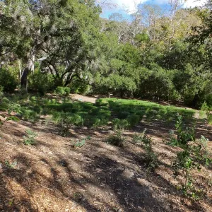 Centennial Maze