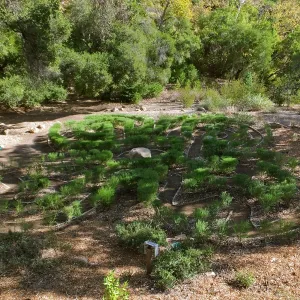 Centennial Maze