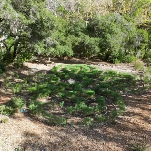 Centennial Maze