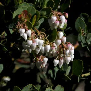 Arctostaphylos glauca ‘Canyon Blush’