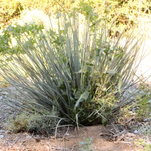Triangle planting