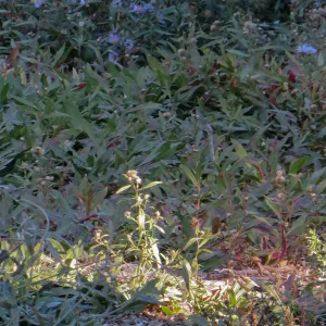 Triangle planting
