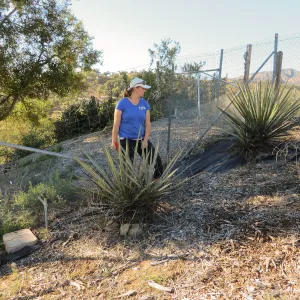 Hort Nursery, Heather Weynau, Nolina parryi