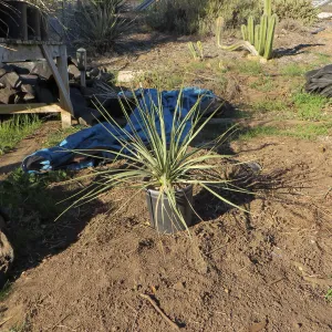 Hort Nursery, Nolina parryi