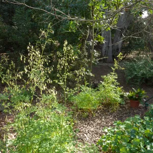 Naiman Garden, 2014 Native Garden Tour