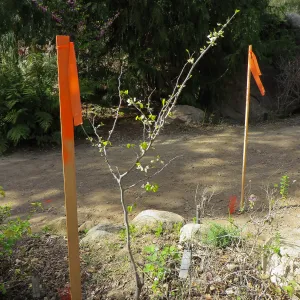 White Cercis in Arroyo