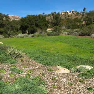 Meadow wildflower germination