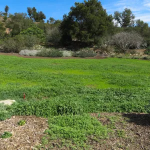 Meadow wildflower germination