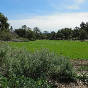 Meadow wildflower germination